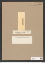Melosira glomus var. maior Cstr. (de-Toni-Nr.: Genus 213, Species 5315) Zeichnungen Sammlung Grunow Nr. 9218 (NHMW-BOT-W0379003)